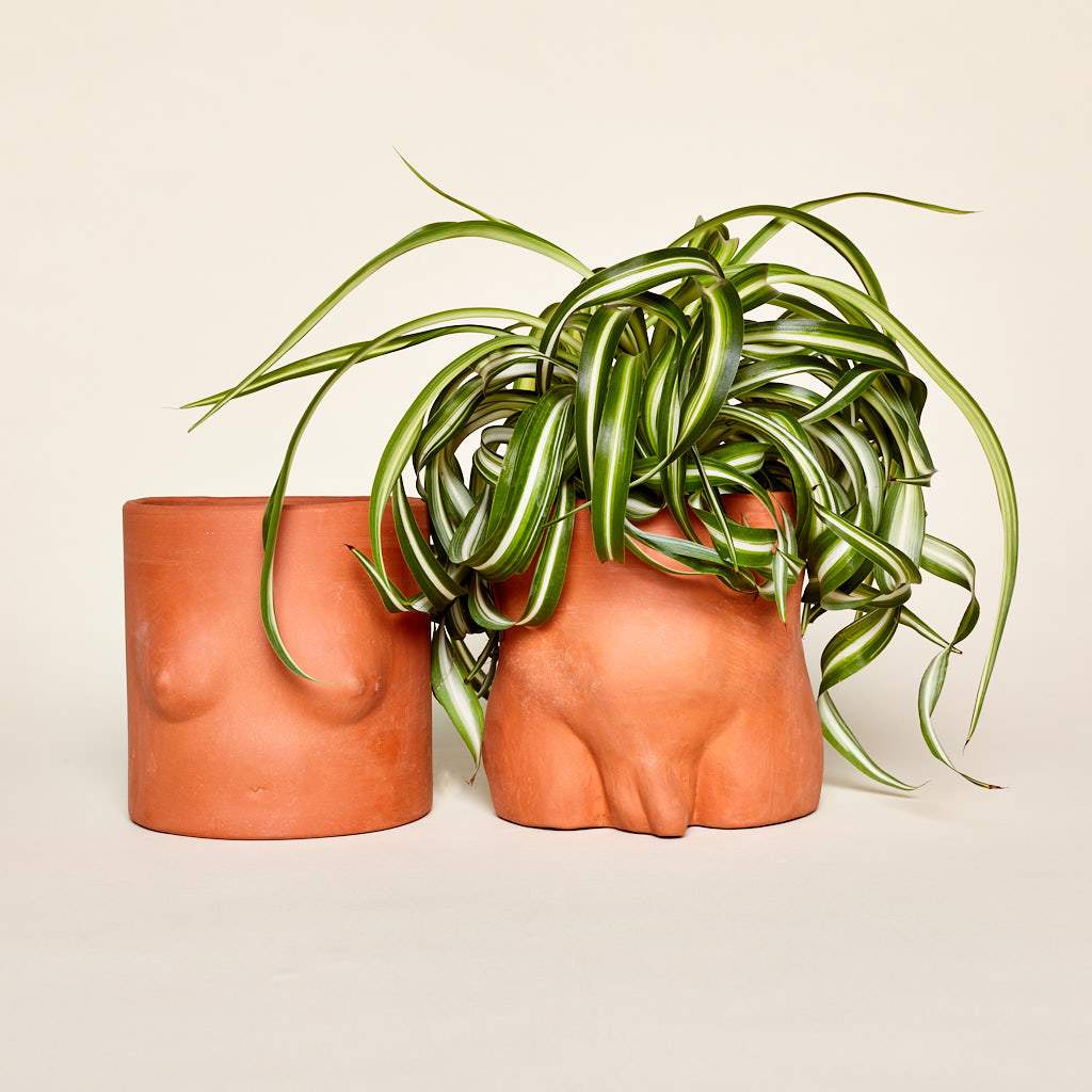 Terra Cotta Body Planters