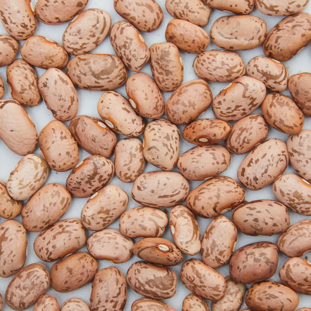 Pinto Beans